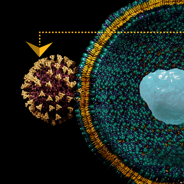 Glycoprotein